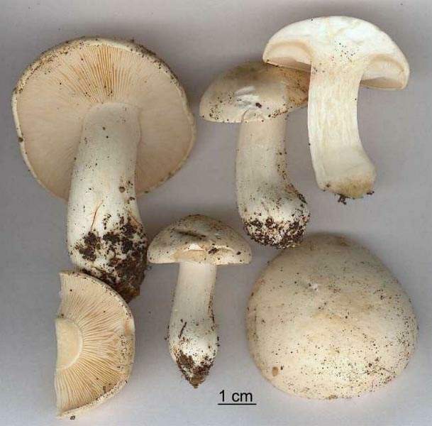 Calocybe gambosa